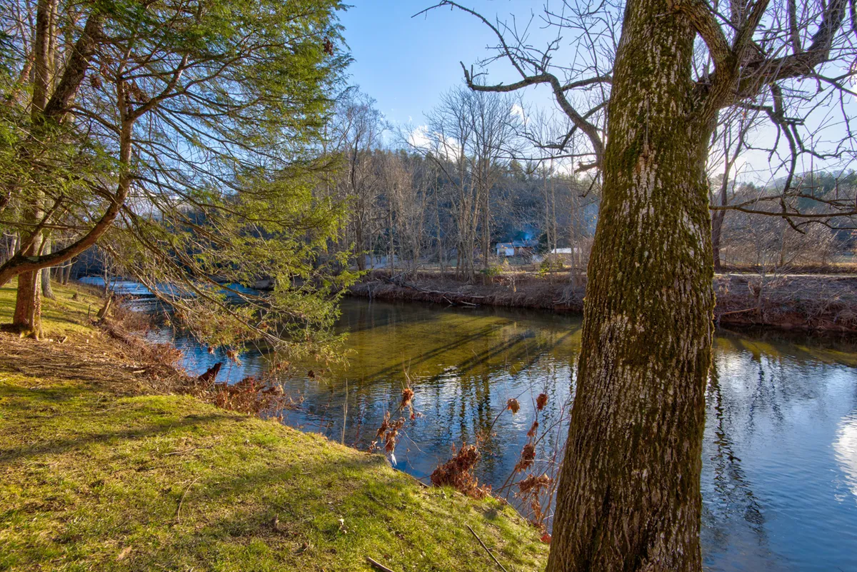 This image captures a peaceful section of riverbank with a tree overlooking the water and grassy banks perfect for dogs to explore. The setting exudes tranquility and direct access to the river, embodying the promise of outdoor adventures with pets.